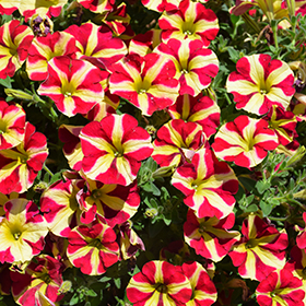 Plant Photo 3