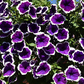 Plant Photo 8