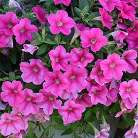 Plant Photo 5